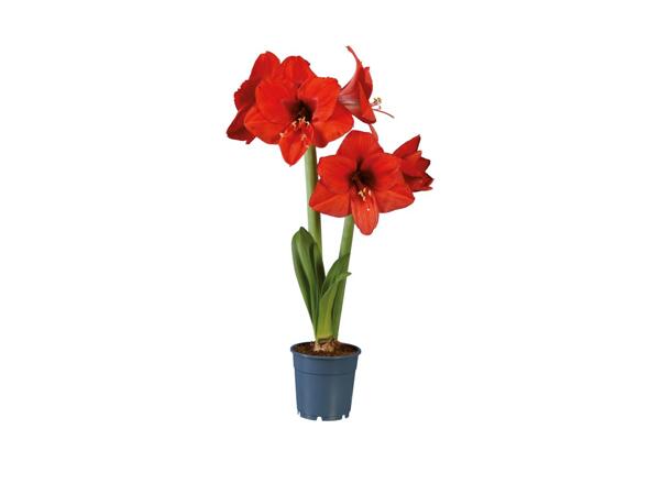 Amaryllis eller julestjerne