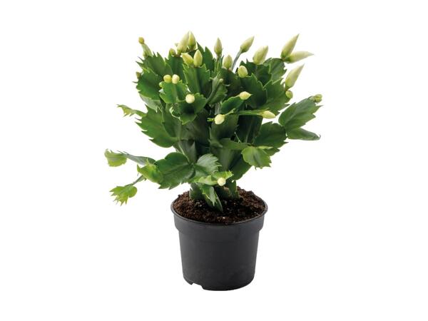 Julekaktus