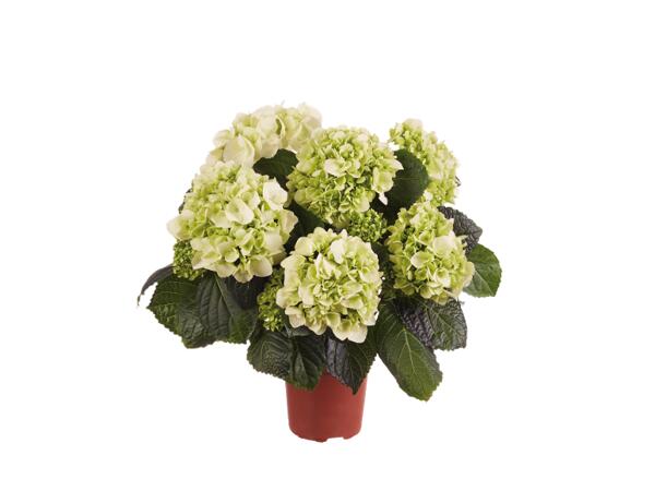 Hydrangea