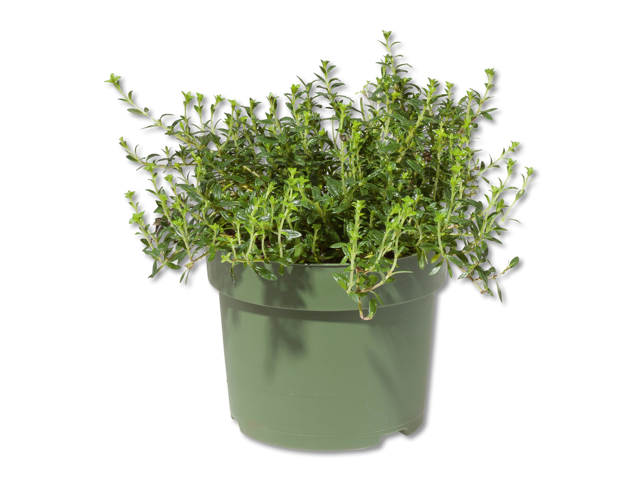 Plantes méditerranéennes