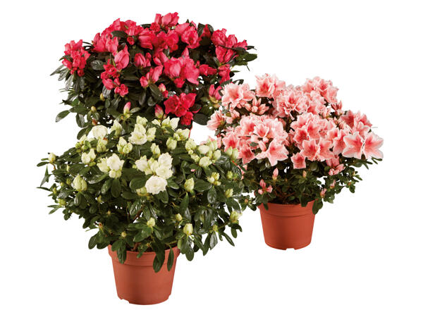 Azalea