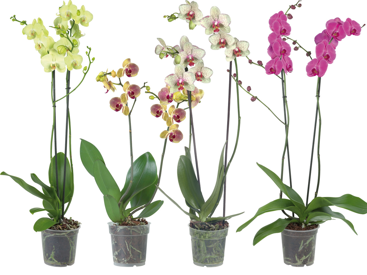 Phalaenopsis 2-Trieber