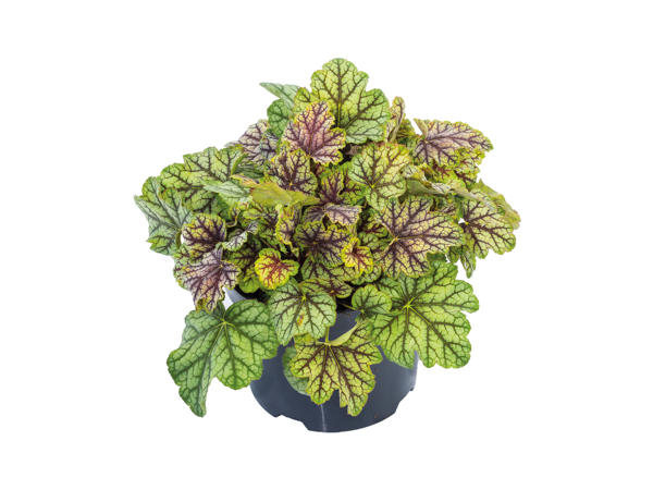 Heuchera1