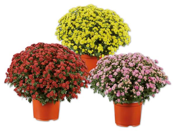 Chrysanthemenbusch