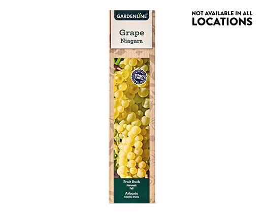 Gardenline 
 Berry Bush Assorted Varieties