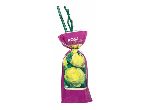 Rosier grimpant