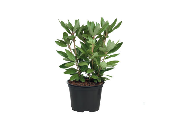 Rhododendron1