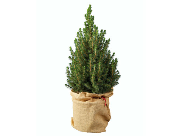Petit sapin de Noël Picea Glauca