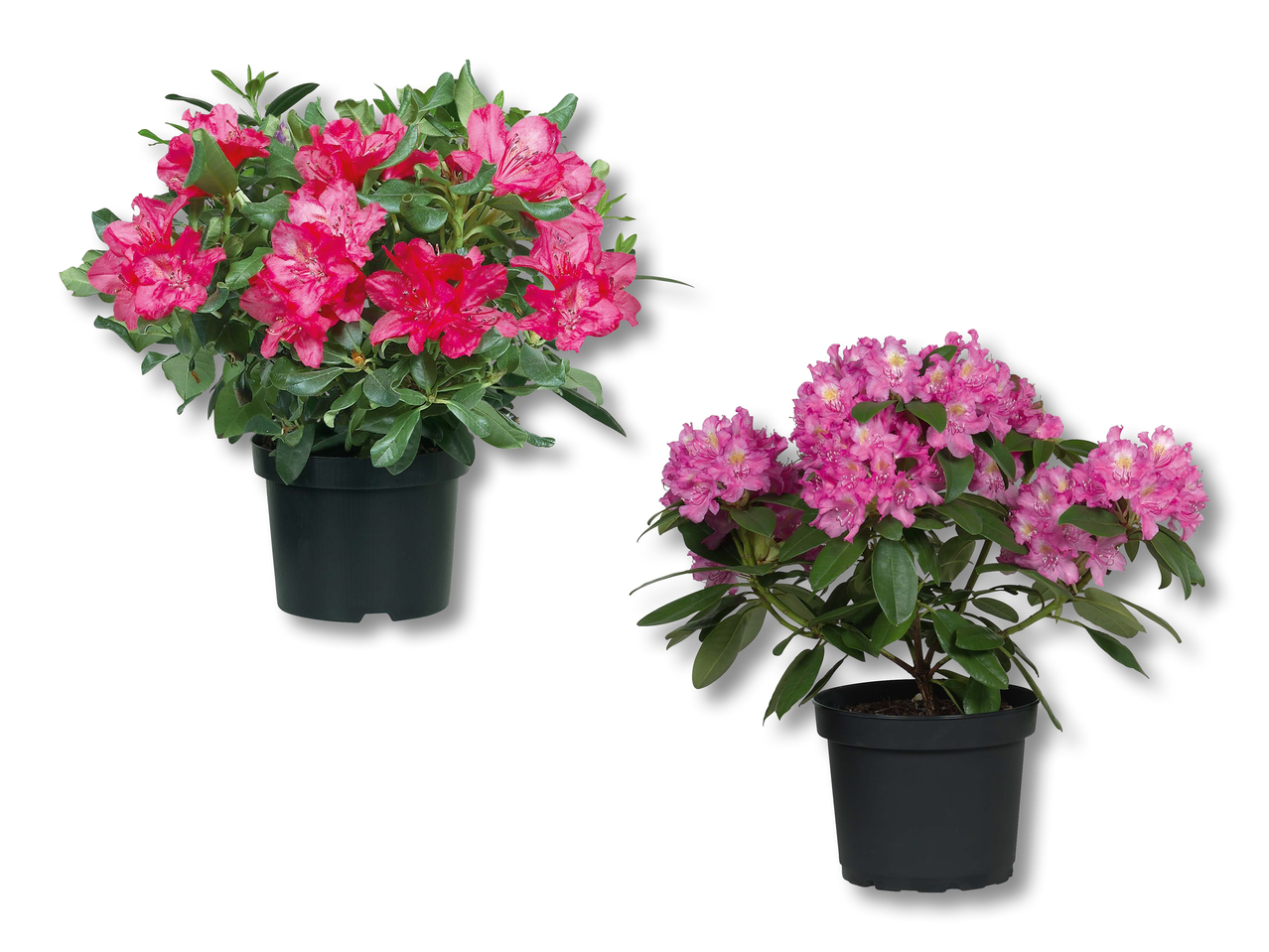 Rhododendrons