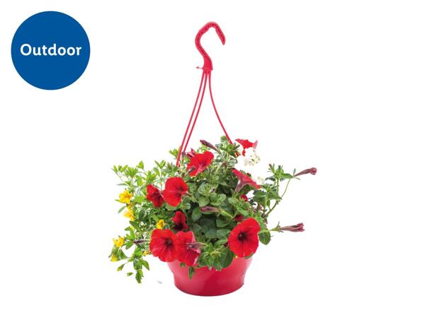 Colourful Hanging Baskets