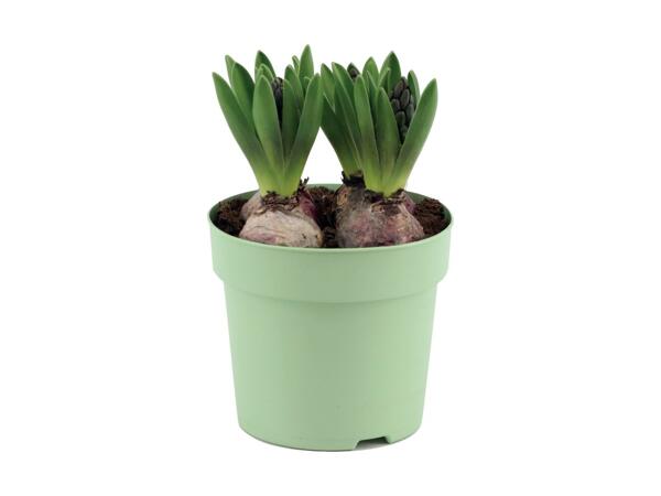 Large Potted Bulbs