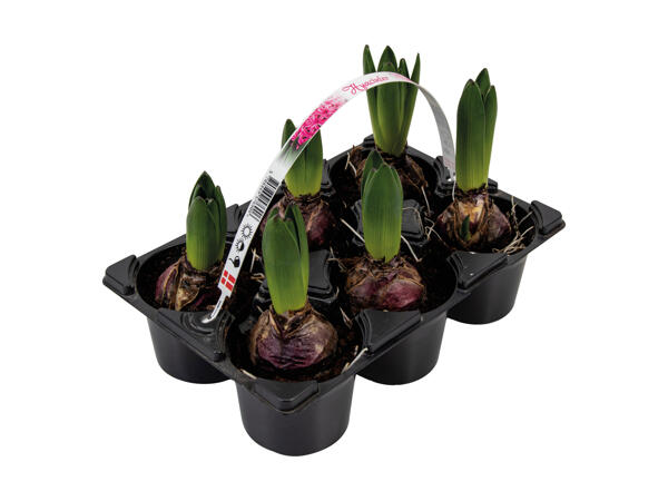 Udemix 6'er bakke
