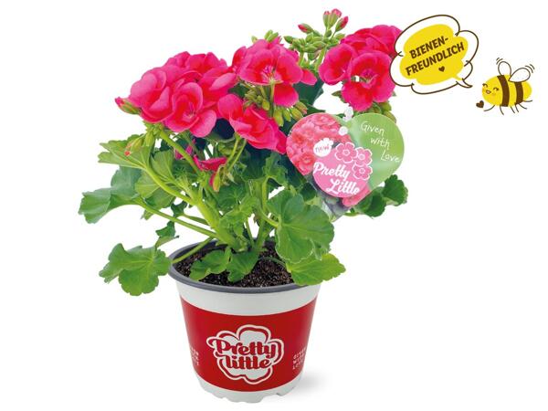 Pelargonium „Pretty Little"