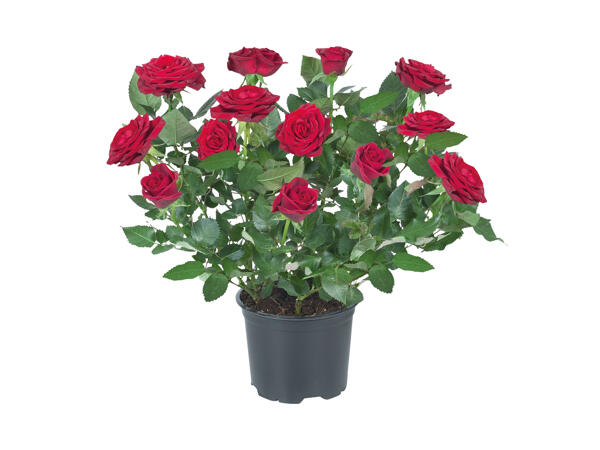 Mini Rose