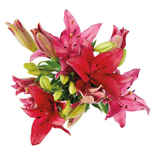 5 Stem Lily Bouquet - Assorted Color