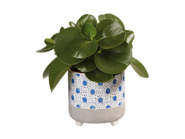 Grøn plante