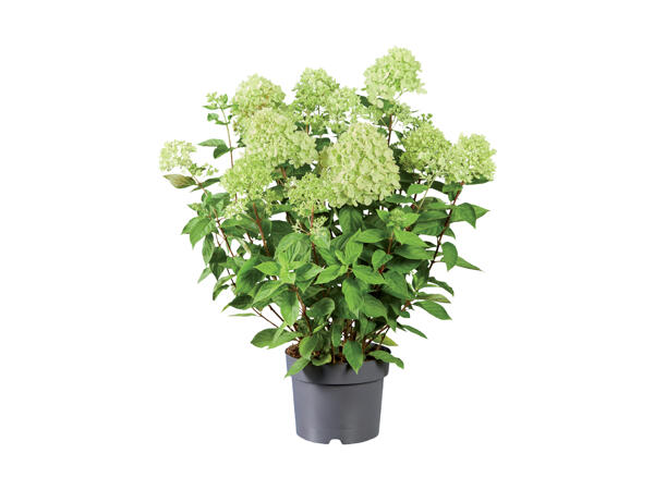 Syrenhortensia