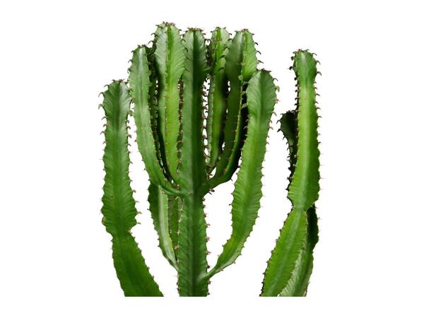 Cactus "Desert Stars"