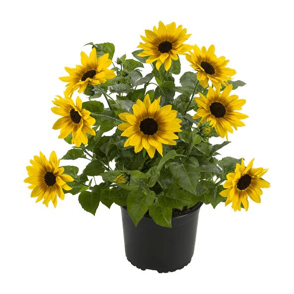 Solsikke