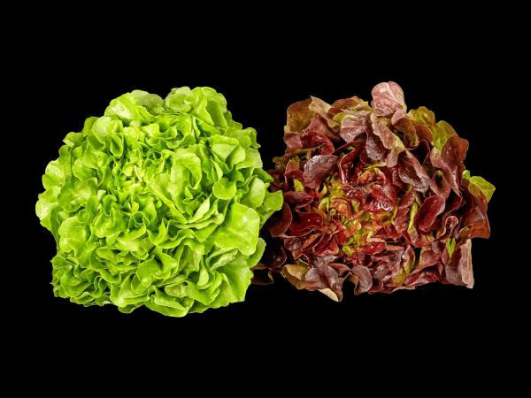 Feuilles de chêne suisses bio