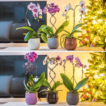 Orchidée