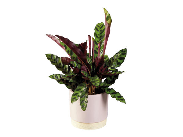 Green Plants in Wooden Based Ceramic