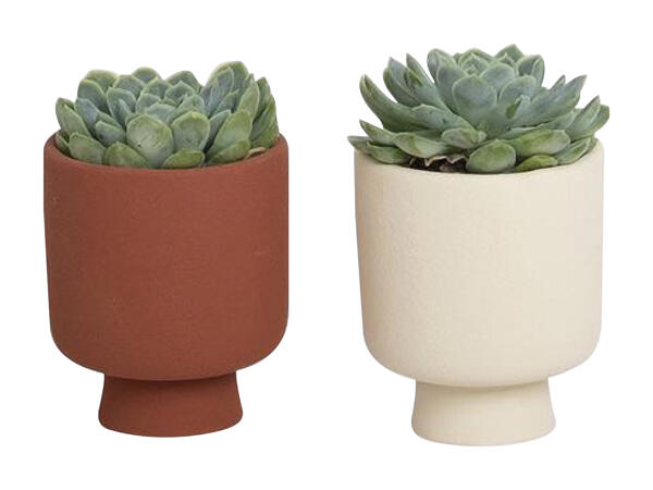 Grøn mini plante i keramik
