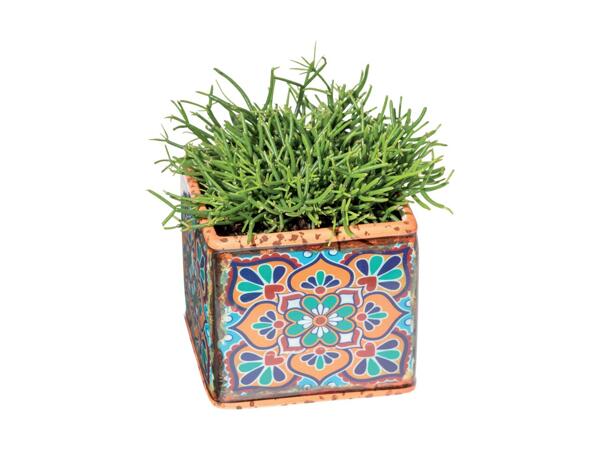 Plant in Casablanca Ceramic