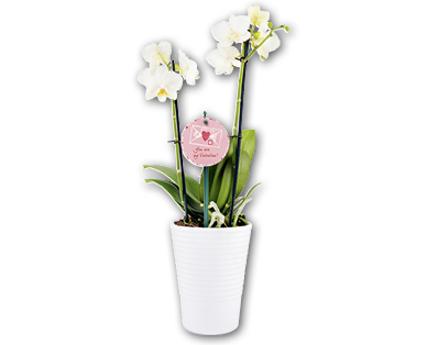 Orchidée