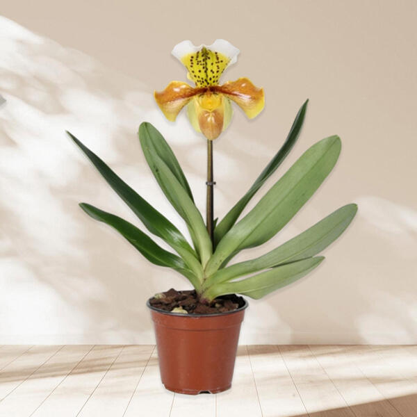 Orchidée Paphiopedilum