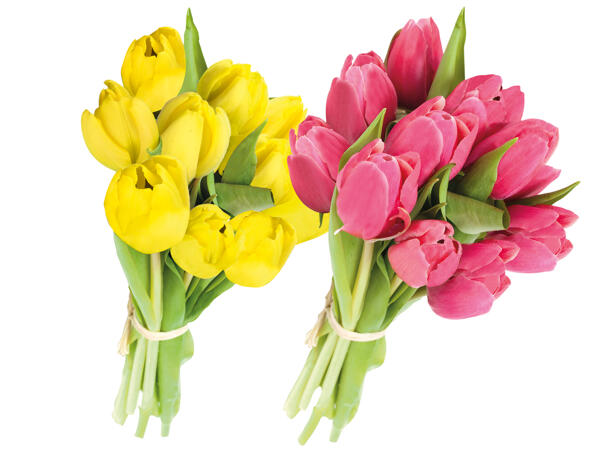 Tulpen