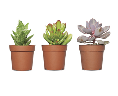 Assorted Designer Succulents