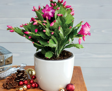 Christmas Cactus†