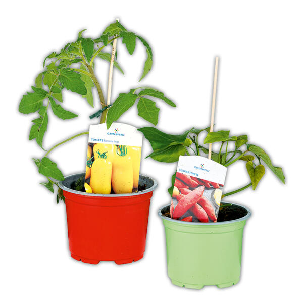 Fruchtgemüse / Tomaten