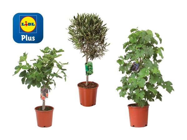 Plante/​arbre fruitier méditerranéen