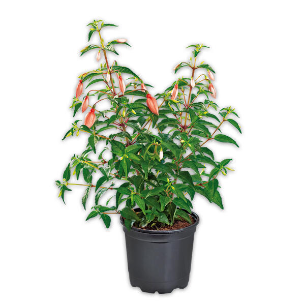 Fuchsien / Geranien