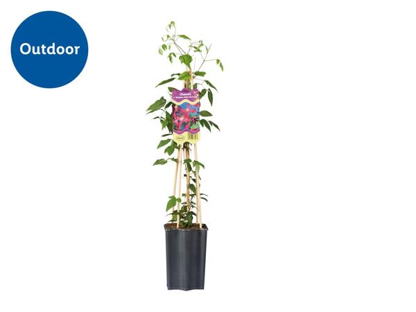Assorted Clematis