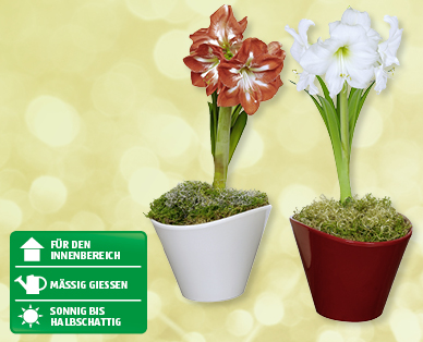 Weihnachtsamaryllis