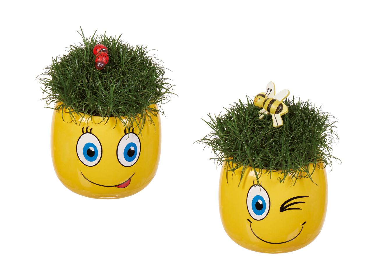 Sagine dans un pot en céramique "smiley"