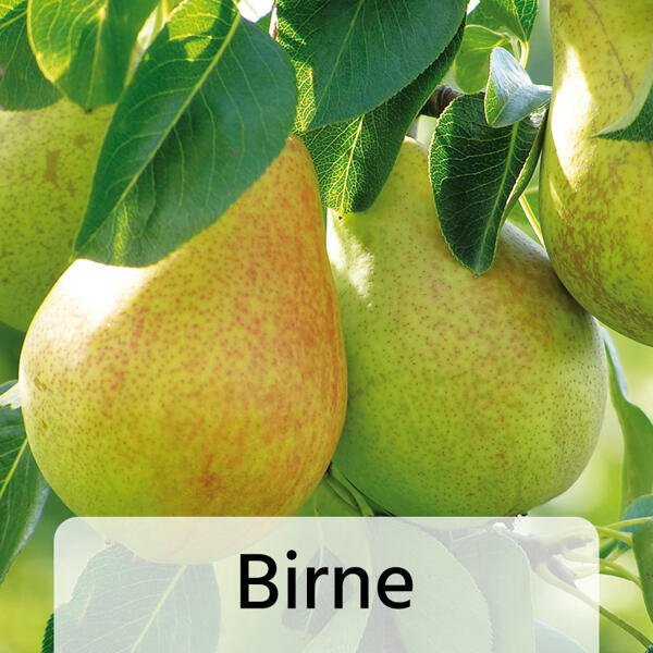 Zwergobstbaum