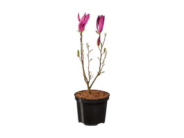 Magnolia