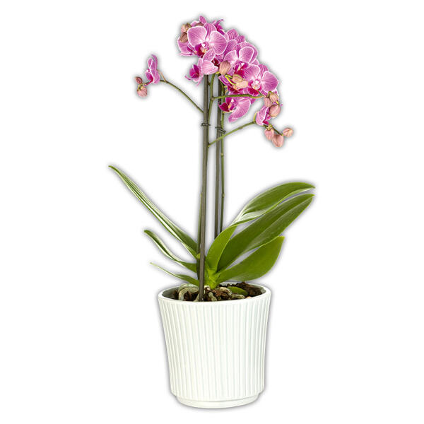 Schmetterlingsorchidee "Multiflora"