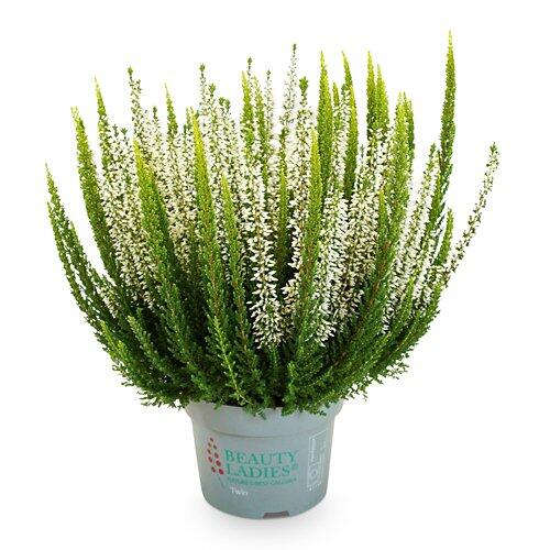 Calluna Sky White
