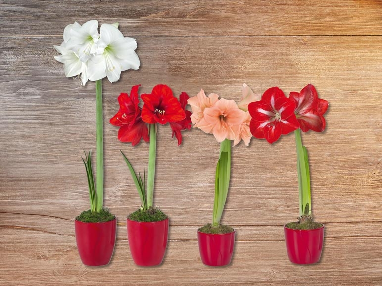 Amaryllis dans un pot en céramique rouge