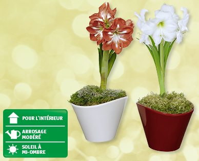 Amaryllis de Noël