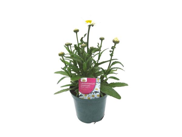 Assorted Perennials