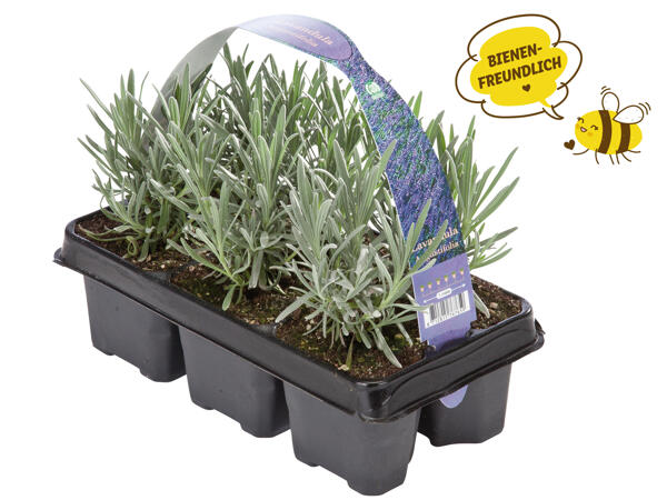 Lavendel angustifolia 6er Tray