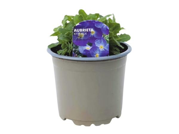 Aubretia