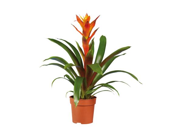Vriesea or Guzmania