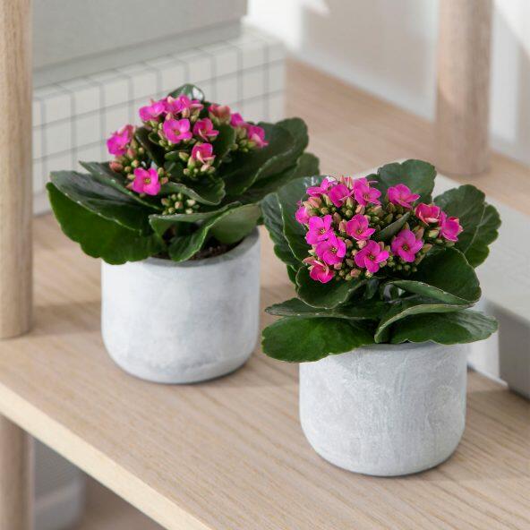 Queen Kalanchoe